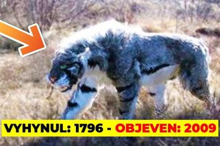 Vyhynulá zvířata, která byla znovu objevena | To nejlepší ze světa